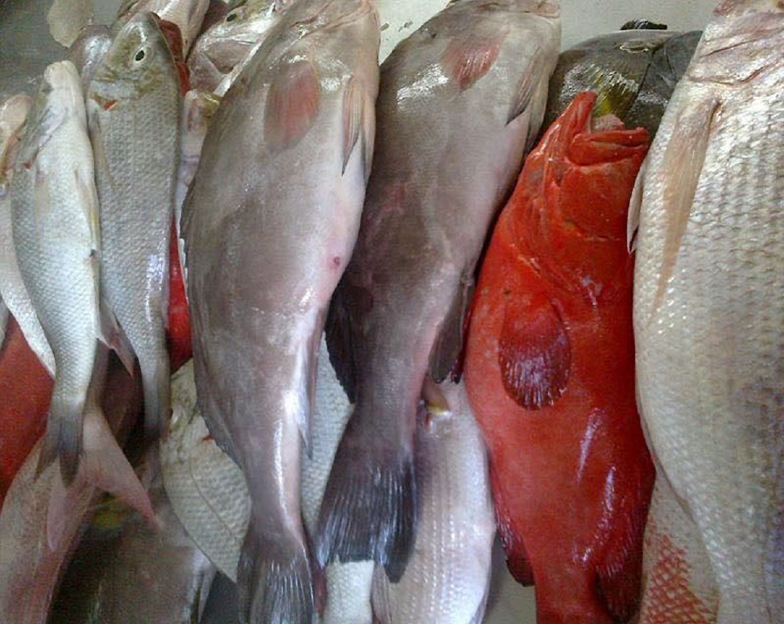 Maanyo Malaay Fishes in Somalia water